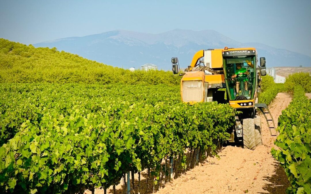 Comienzo de la vendimia de la DOp Campo de Borja