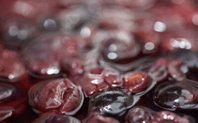 Vendimia de la variedad Garnacha de la DOP Campo de Borja