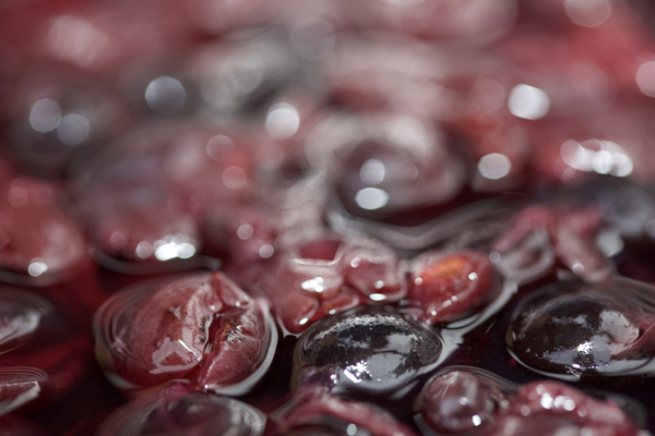 Vendimia de la variedad Garnacha de la DOP Campo de Borja