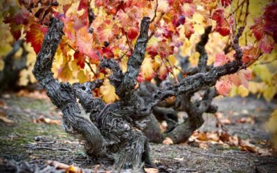 La Garnacha de la DOP Campo de Borja viaja a Nueva York y California en su gira internacional con ‘Spain’s Great Match 2025’ y ‘The Old Vine Conference 2025’